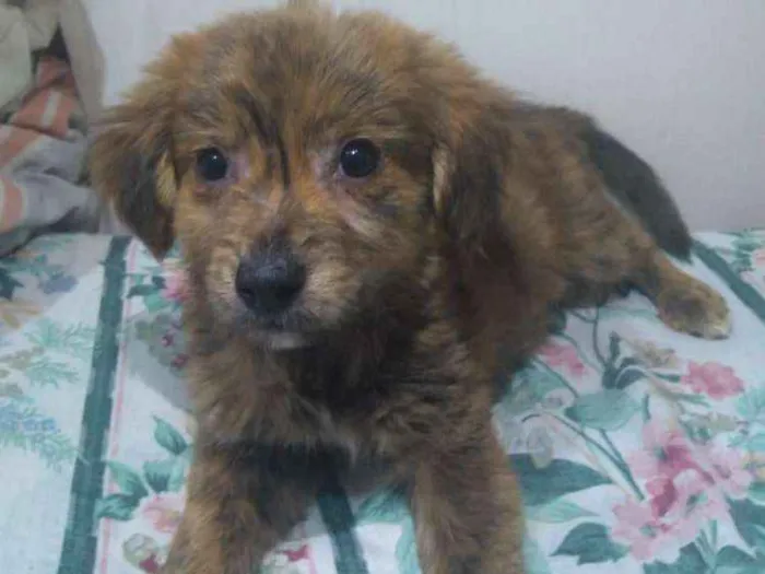 Cachorro ra a Srd idade 2 a 6 meses nome Sem nome