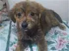 Cachorro raça Srd idade 2 a 6 meses nome Sem nome