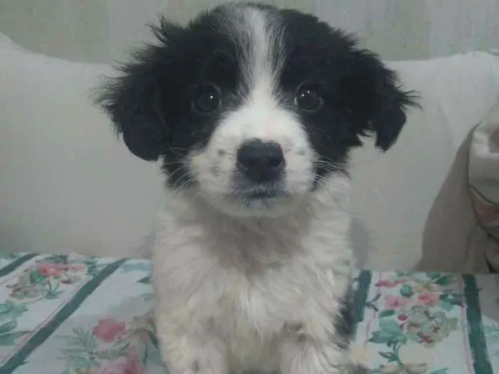 Cachorro ra a Srd idade 2 a 6 meses nome Sem nome