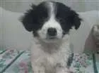 Cachorro raça Srd idade 2 a 6 meses nome Sem nome