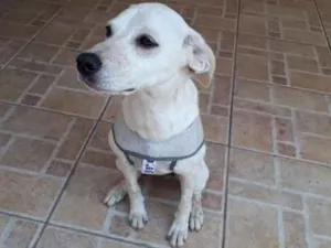 Cachorro raça srd idade 2 a 6 meses nome Zoe