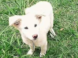 Cachorro raça Mestiça de Golden idade 2 a 6 meses nome Panquequinha