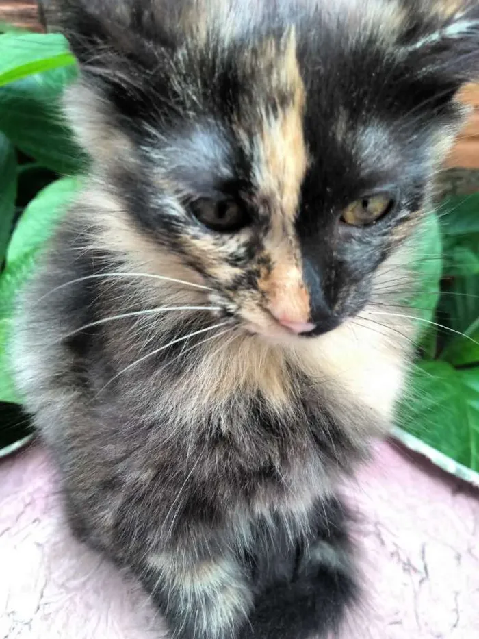 Gato ra a Srd idade 2 a 6 meses nome Sem nome
