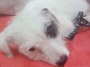 Cachorro raça SRD idade 2 a 6 meses nome Piratinha