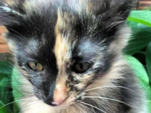 Gato raça Srd idade 2 a 6 meses nome Sem nome