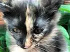 Gato raça Srd idade 2 a 6 meses nome Sem nome