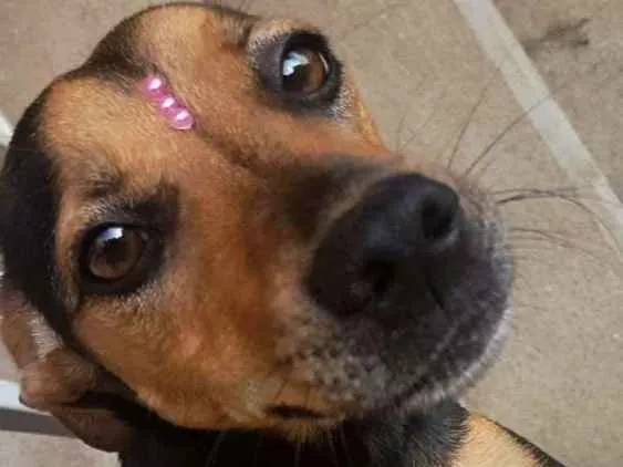Cachorro ra a Vira lata  idade 2 anos nome Katarina