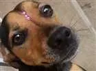 Cachorro raça Vira lata  idade 2 anos nome Katarina