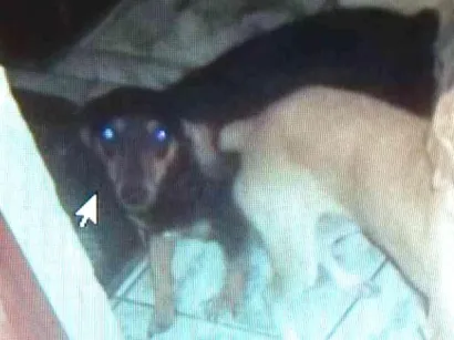 Cachorro raça Bassê com viralata idade 6 ou mais anos nome Tita