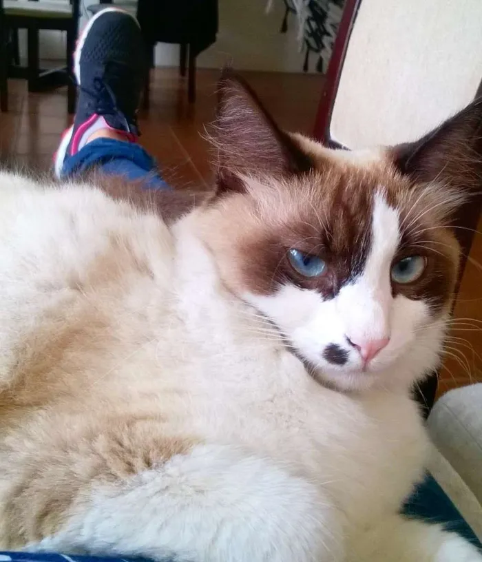 Gato raça SRD idade 2 anos nome Merilyn