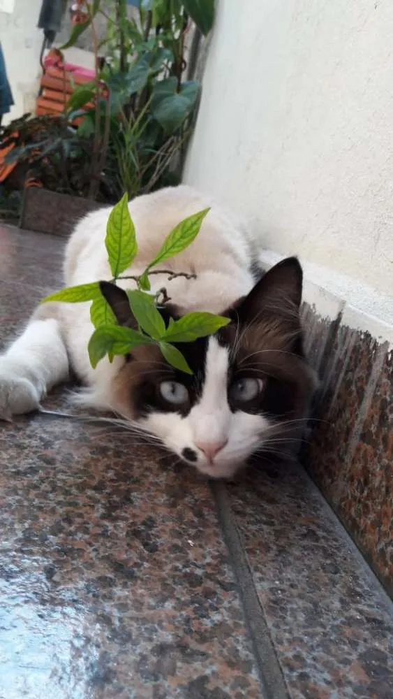 Gato raça SRD idade 2 anos nome Merilyn