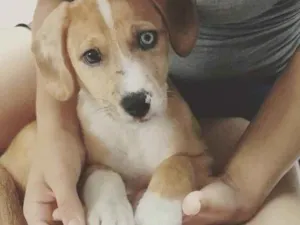 Cachorro raça Vira lata idade 1 ano nome Scooby