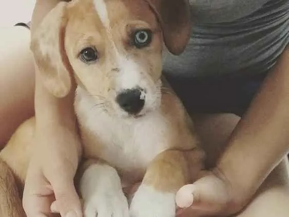 Cachorro ra a Vira lata idade 1 ano nome Scooby