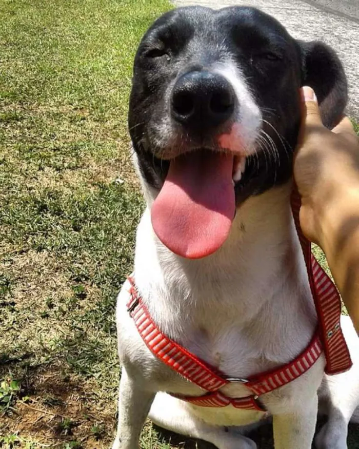 Cachorro ra a Sem raça definida idade 2 anos nome Ramona