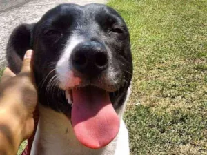 Cachorro raça Sem raça definida idade 2 anos nome Ramona