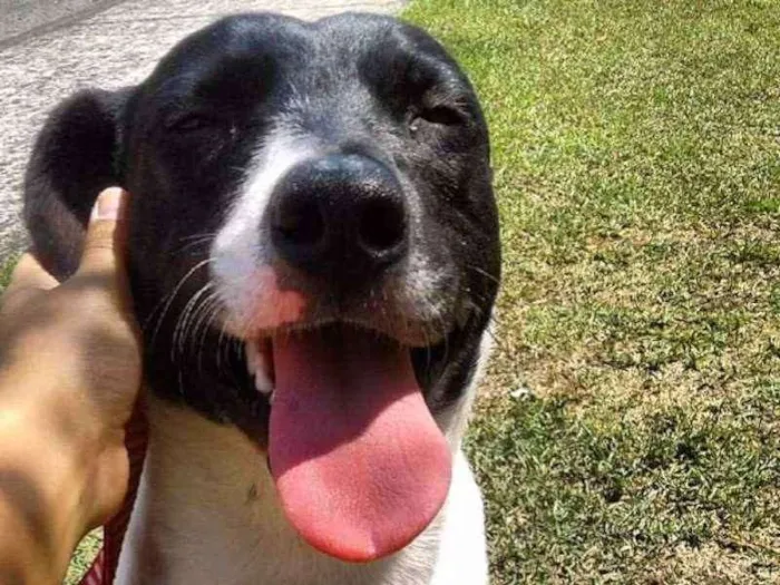 Cachorro ra a Sem raça definida idade 2 anos nome Ramona