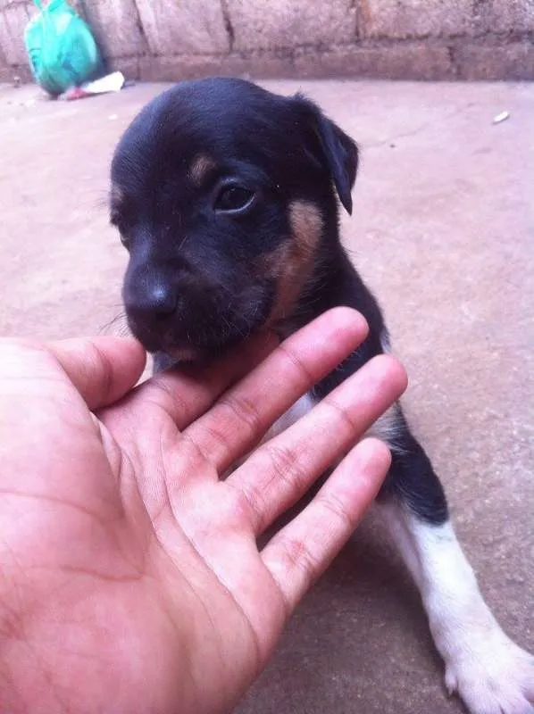 Cachorro ra a Labrador idade Abaixo de 2 meses nome sem nome