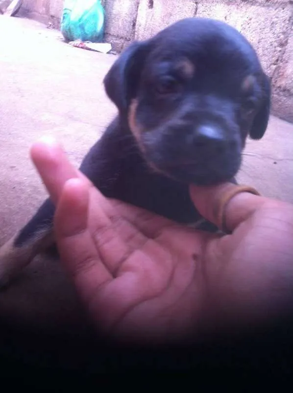 Cachorro ra a Labrador idade Abaixo de 2 meses nome sem nome