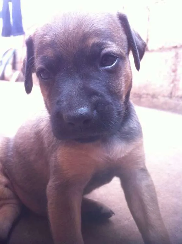 Cachorro ra a Labrador idade Abaixo de 2 meses nome sem nome