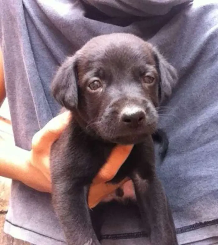 Cachorro ra a Labrador idade Abaixo de 2 meses nome sem nome