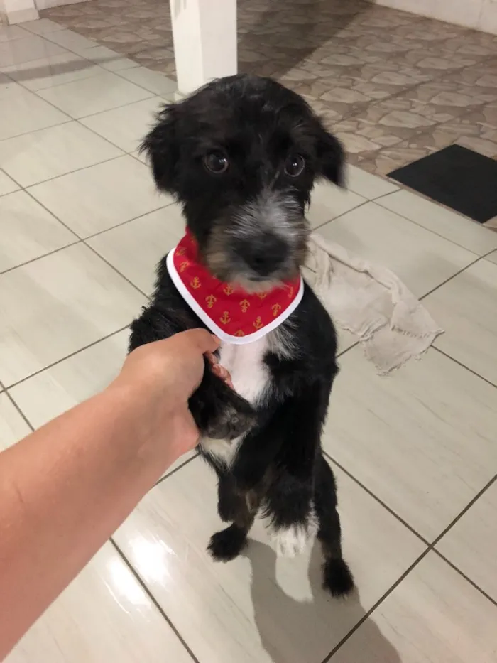 Cachorro ra a Vira-lata  idade 7 a 11 meses nome Chico