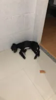 Chico