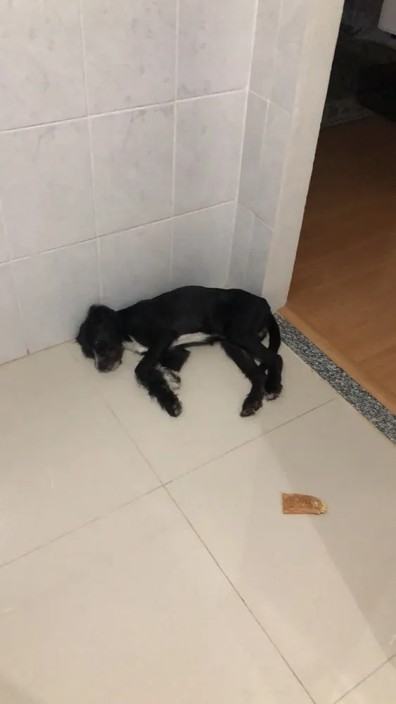 Cachorro ra a Vira-lata  idade 7 a 11 meses nome Chico