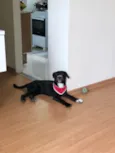 Chico