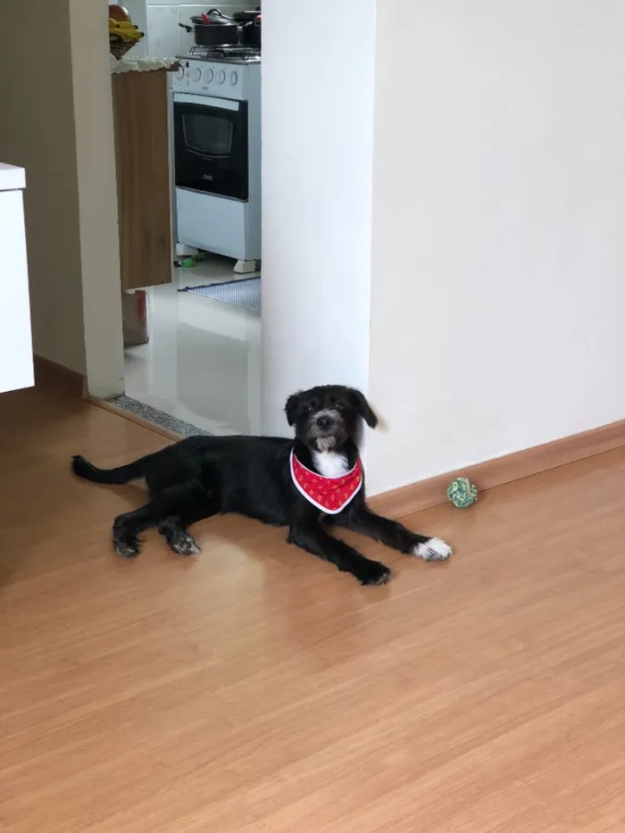 Cachorro ra a Vira-lata  idade 7 a 11 meses nome Chico