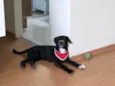 Chico