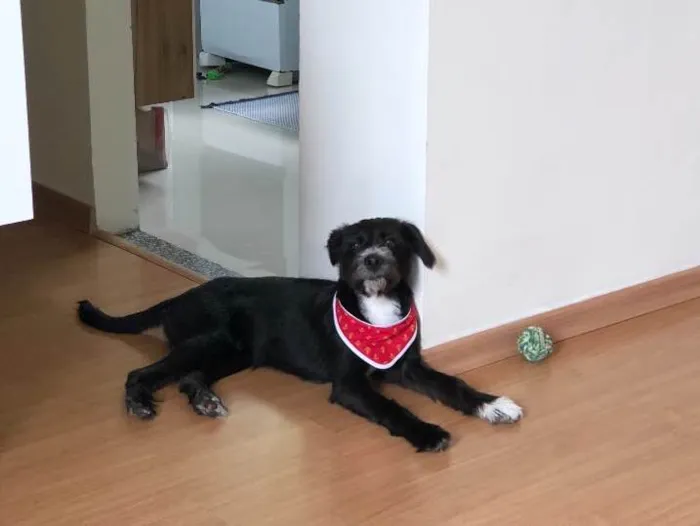 Cachorro ra a Vira-lata  idade 7 a 11 meses nome Chico