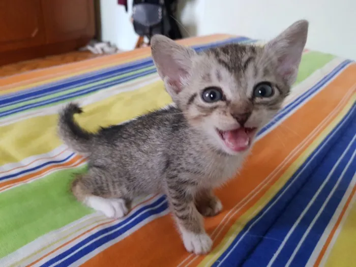 Gato ra a Srd idade Abaixo de 2 meses nome Sem nome