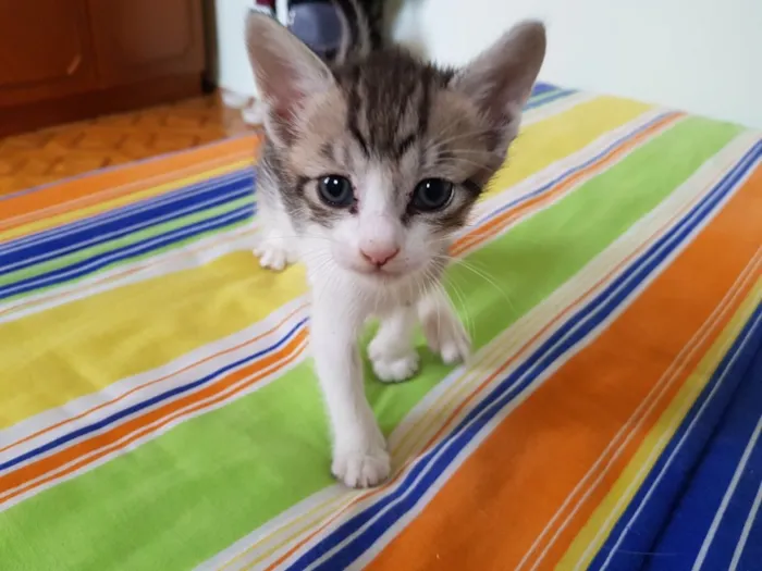 Gato ra a Srd idade Abaixo de 2 meses nome Sem nome