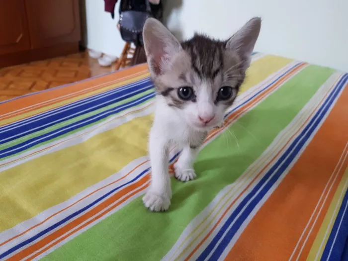 Gato ra a Srd idade Abaixo de 2 meses nome Sem nome
