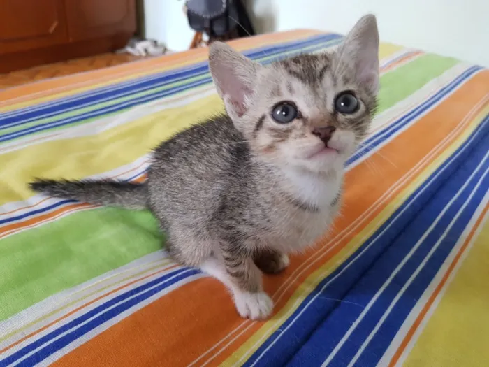 Gato ra a Srd idade Abaixo de 2 meses nome Sem nome