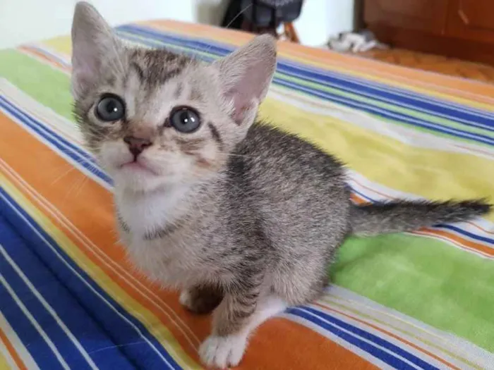 Gato ra a Srd idade Abaixo de 2 meses nome Sem nome