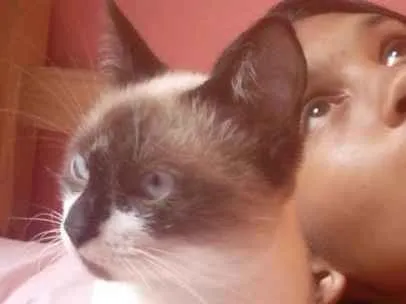 Gato raça  idade 7 a 11 meses nome Tedesco