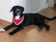 Chico