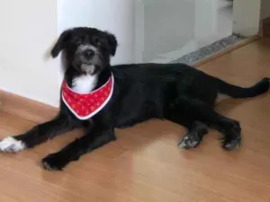 Cachorro raça Vira-lata  idade 7 a 11 meses nome Chico