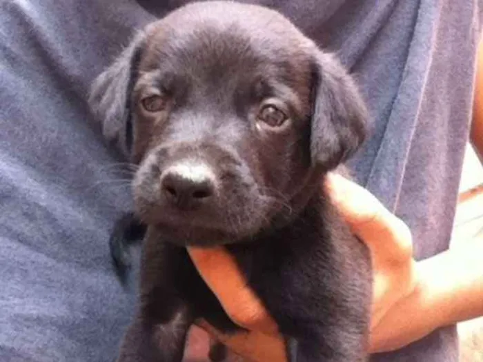 Cachorro ra a Labrador idade Abaixo de 2 meses nome sem nome