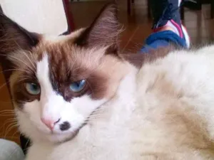 Gato raça SRD idade 2 anos nome Merilyn