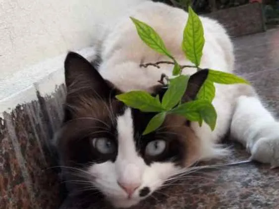 Gato raça SRD idade 2 anos nome Merilyn