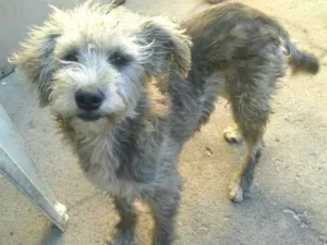 Cachorro raça  idade 7 a 11 meses nome Estopinha