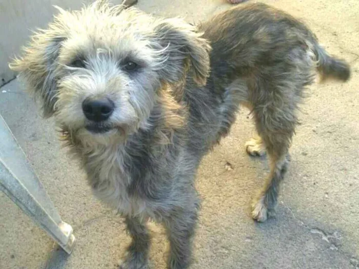 Cachorro ra a  idade 7 a 11 meses nome Estopinha