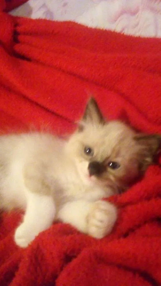 Gato ra a  idade 2 a 6 meses nome Princesa,Lindinha 