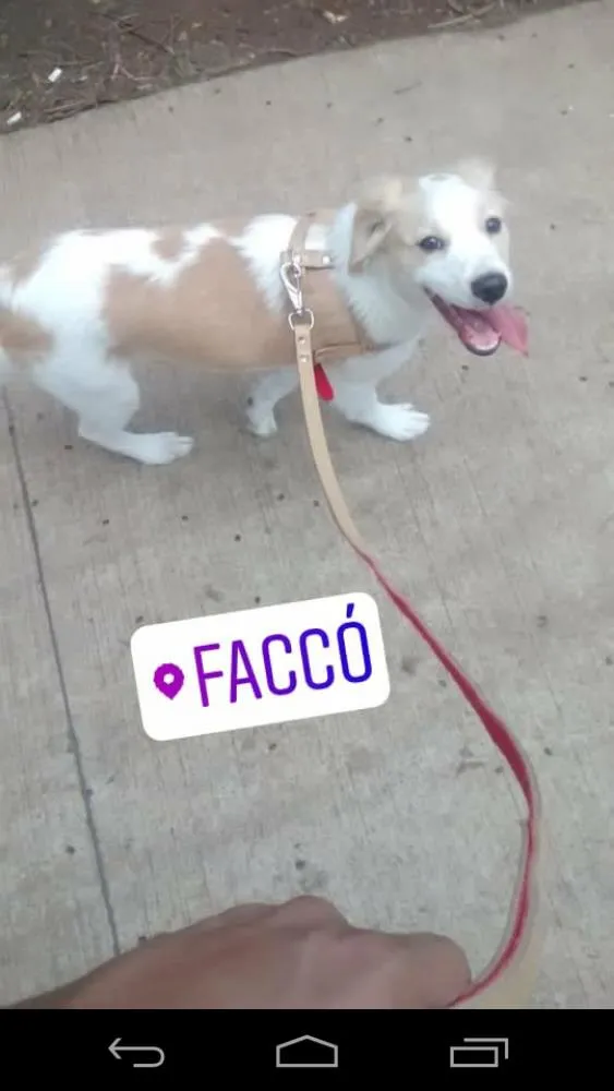 Cachorro ra a Poddle misturado idade 2 a 6 meses nome Thor