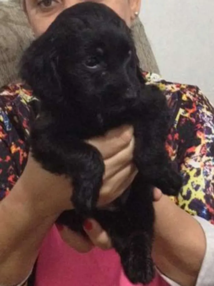 Cachorro ra a Srd idade Abaixo de 2 meses nome Feijão 