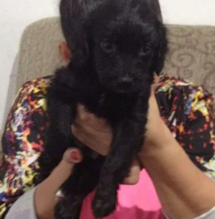 Cachorro ra a Srd idade Abaixo de 2 meses nome Flor