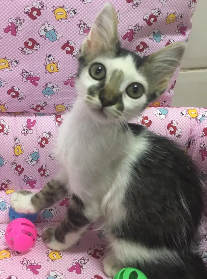 Gato ra a SRD idade 2 a 6 meses nome SOL