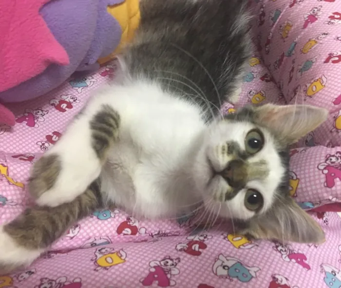 Gato ra a SRD idade 2 a 6 meses nome SOL